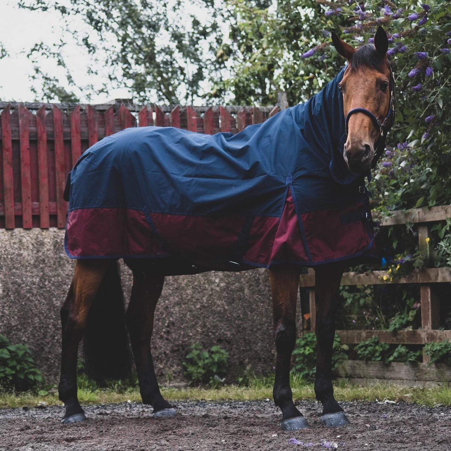 1200D Mediumweight Waterproof Horse Turnout Rug 50g Fill Combo Full Neck Navy/Burgundy