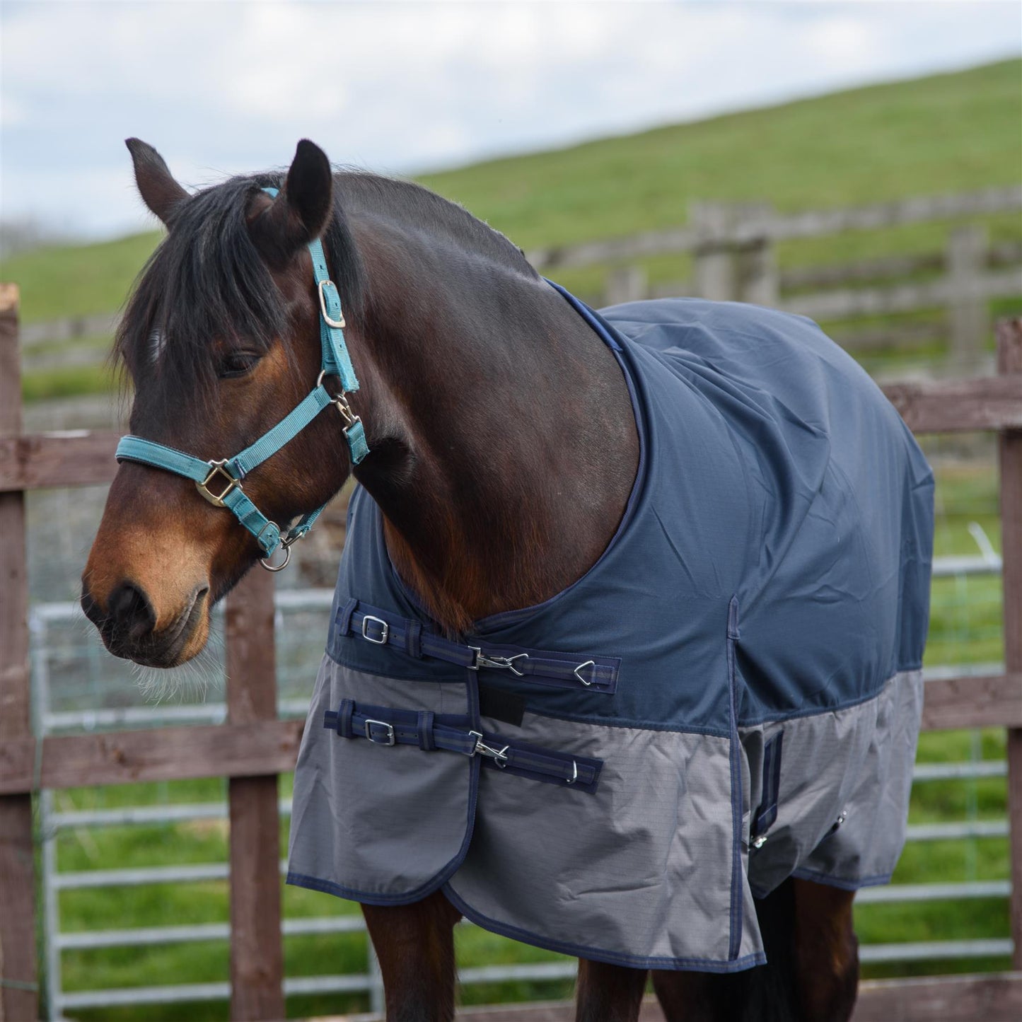 600D Lightweight Waterproof Horse Turnout Rug 0g No Fill Regular Neck Navy/Grey
