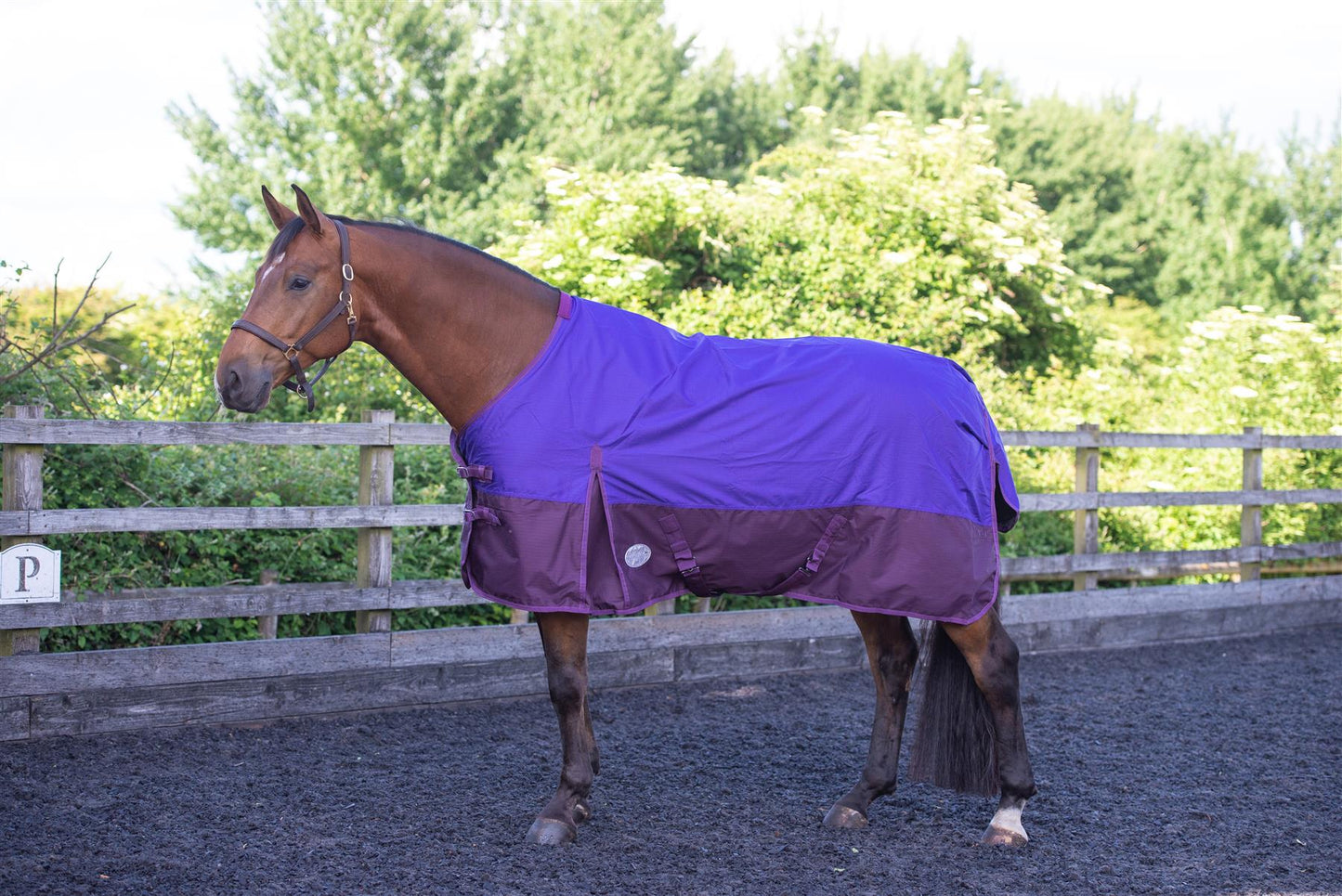 600D Lightweight Waterproof Horse Turnout Rug 0g No Fill Regular Neck Purple/Plum